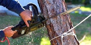 Reliable Forest Lake, IL Tree Care Services Solutions